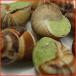  Escargo чеснок масло ввод 30 шарик 