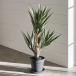  искусственная зелень агава высота 58cm декоративное растение a-tifi автомобиль ru растения ryuuzetsu Ran pot есть человеческий труд много мясо модный resort смешанные товары искусственный цветок запад набережная 98923