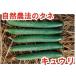[ экономичный ] огурец ba tesla z3 номер средний пакет (100 шарик ) природа сельское хозяйство закон семена нет пестициды иметь машина . распределение вид [ производитель прямая поставка товар ]