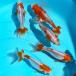 金魚 更紗和金 S 1匹 約5cm〜8cm前後 三つ尾