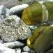  stone volume .20 piece / fresh water /koke taking ./ fresh water ./ river fish 