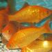  goldfish Yamato gold feed for goldfish (3 pcs ) raw bait feed gold bait gold Japanese wakin river fish 