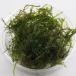  водоросли Willow Moss примерно 10g( нет пестициды ) местного производства золотая рыбка .[.. пачка бесплатная доставка ][ ограниченное количество ]