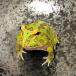  frog Clan well tsunoga L green ( approximately 3-5cm)1 pcs [ amphibia ]