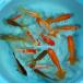  goldfish otama goldfish Mix (3 pcs ) approximately 7cm~12cm rom and rear (before and after) goldfish Mix ladle goldfish . Tama goldfish 