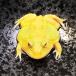  frog a ruby no Clan well tsunoga L super yellow ( approximately 3-5cm)(1 pcs )