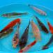  goldfish . gold (5 pcs ) crucian gold .. gold approximately 10cm~15cm rom and rear (before and after) Japanese wakin river fish Niigata production 