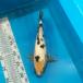  цветной карп белый ..27cm передний и задний (до и после) один пункт предмет [K-050] цвет обыкновенный карп koi цвет обыкновенный карп организм 