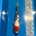  цветной карп Taisho три цвет 36cm передний и задний (до и после) один пункт предмет [K-148] цвет обыкновенный карп koi цвет обыкновенный карп организм 