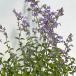 . цветок. рассада кошка мята (nepeta) Schic s Hill zja Ian to3.5 номер pot 