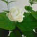. цветок. рассада /matsu licca (. -слойный ..): Grace полный reti Jade 3.5 номер pot 