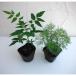  herb. seedling / popular insecticide herb 2 goods kind set : Nimes *ka...