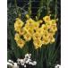  луковица гладиолус одиночный цвет .. желтый 8 лампочка ввод 