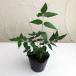  herb. seedling / Nimes ( insect avoid. tree * India sen Dan )3.5 number pot 
