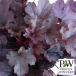 . flower. seedling / heuchera * Dolce BlackBerry tart 3 number pot 