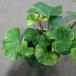  fields and mountains grass. seedling / farfugium japonicum :. return 5 number potted plant 