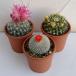  декоративное растение кактус - na кактус товар вид Mix 3 номер pot 3 АО комплект 
