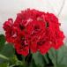 . flower. seedling / geranium : garnet 4 number pot 