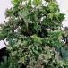 . flower. seedling / early summer sale hedera ( ivy ):..(....)3.5 number pot 