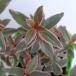  фруктовое дерево. рассада Chile gaba(ugnimolinae). ввод 3 номер pot 