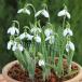  луковица snow Drop один -слойный ..4 лампочка ввод 