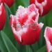  тюльпан kana старт 1 лампочка .....3 номер глубокий pot 
