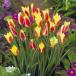. вид серия тюльпан красный & желтый 2 лампочка .. pot рассада 2 шт. комплект 