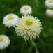  трава. рассада ромашка двойной цветок ромашка 3 номер pot *
