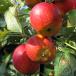  fruit tree. seedling / apple : Alps . woman 4~5 number pot 