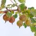  fruit tree. seedling /g-z Berry ( immediately .)4~5 number pot 