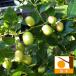  fruit tree. seedling / jujube 4~5 number pot 