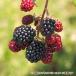  фруктовое дерево. рассада ki клубника ( дерево клубника ) BlackBerry jumbo 3~3.5 номер pot 
