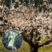  фруктовое дерево. рассада ume( слива )... ..(.. слива ) контактный дерево рассада 4~5 номер pot 