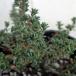  трава. рассада время (..) лаванда время 3 номер pot 24 АО комплект бесплатная доставка 