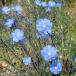  herb. seedling / flux (ama): Pele niaru blue 3 number pot 24 stock set free shipping 