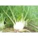  herb. seedling / fennel :f Lawrence 3 number pot 24 stock set free shipping 