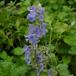  трава. рассада кошка mint blue серия (nepeta)3 номер pot 24 АО комплект бесплатная доставка 