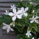 . цветок. рассада sei long laitia vanilla авария (. ввод )3.5 номер pot 