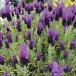  трава. рассада French лаванда labinoba лиловый 3 номер pot 