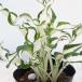 . flower. seedling / hosta ( small leaf ): sill Burst leak 2.5-3 number pot 
