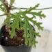  herb. seedling / odour geranium : skeleton rose 3 number pot 
