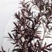  Hanaki садовое дерево. рассада repto spec rumam медь свечение 7 номер pot 