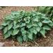 . flower. seedling / hosta ( ho start ): blue kateto4 number pot 