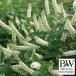  Hanaki садовое дерево. рассада itea snow fiz(kobanozina)3.5 номер pot 