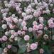 . flower. seedling / poly- gonam( persicaria capitata )3-3.5 number pot 2 stock set 