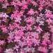  луговые и горные травы. рассада /atsu The kla(atsu Sakura ): Sakura моти 3 номер pot 
