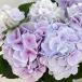 (....~ blooming end ) hydrangea : silk sapphire 5 number potted plant 