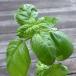  трава. рассада s.-to базилик 3-3.5 номер pot 3 АО комплект 