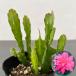  decorative plant / epiphyllum : pink series 3 number pot 