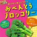  овощи. рассада o-bento брокколи рассада 3 номер pot 